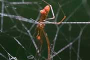 Comb-footed spider (Argyrodes sp) (Argyrodes sp)